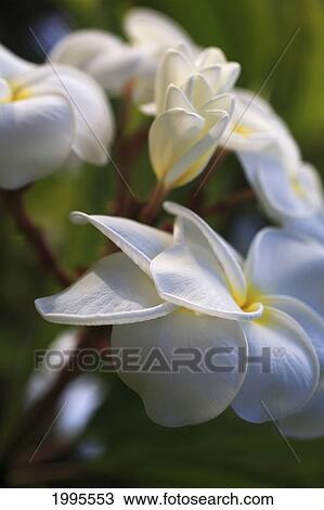 Stock Image - White Plumeria Blossoms Growing From Tree. Fotosearch