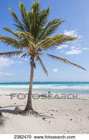 Stock Image - White sand beach and palm tree near Tulum; Mexico. Fotosearch