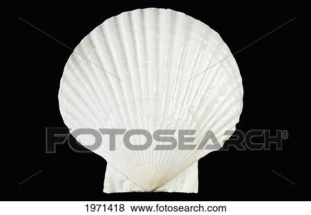 Stock Photo - White Scallop Shell On Black Studio Background.. Fotosearch