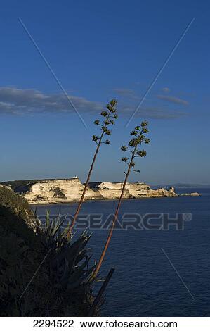 Stock Image - White sea cliffs near Bonifacio. Corse du Sud. Corsica. France.. Fotosearch