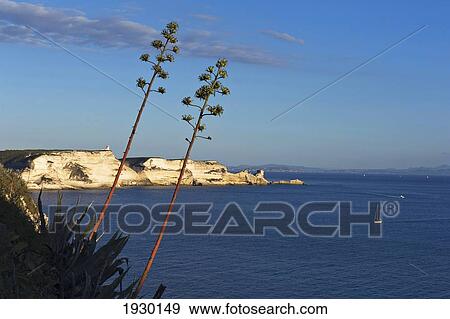 White sea cliffs near Bonifacio. Corse du Sud. Corsica. France View Large Photo Image Stock Photo - White sea cliffs near Bonifacio. Corse du Sud. Corsica. France. Fotosearch