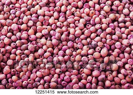 White sorghum seed treated with a protective anti-fungal coating View Large Photo Image Stock Photography - White sorghum seed treated with a protective anti-fungal coating. Fotosearch