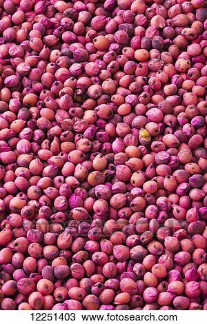 White sorghum seeds that have been treated with an anti-fungal coating for planting View Large Photo Image Stock Image - White sorghum seeds that have been treated with an anti-fungal coating for planting. Fotosearch