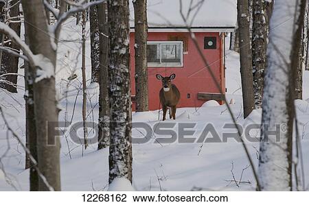 White-tailed deer (Odocoileus virginianus) with a red red behind; Iron Hill, Quebec, Canada View Large Photo Image Stock Image - White-tailed deer (Odocoileus virginianus) with a red red behind; Iron Hill, Quebec, Canada. Fotosearch