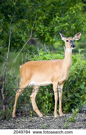 Picture - White Tailed Deer, On The Banks Of The Assiniboine River, Charleswood Area Of Winnipeg, Manitoba. Fotosearch