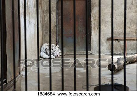 White Tiger (Panthera Tigris Tigris) In A Cage At The Zoo; Beijing, China View Large Photo Image Picture - White Tiger (Panthera Tigris Tigris) In A Cage At The Zoo; Beijing, China. Fotosearch