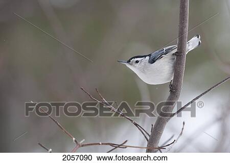 Whitebreasted Nuthatch Perched On A Small Tree, Ontario View Large Photo Image Stock Image - Whitebreasted Nuthatch Perched On A Small Tree, Ontario. Fotosearch