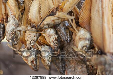 Stock Photo - Whitefish carcases hanging and drying, Kobuk, Arctic Alaska, Summer. Fotosearch