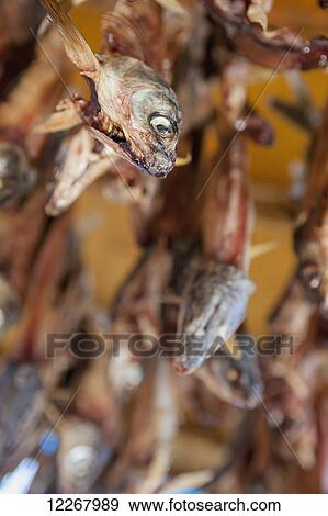 Stock Photo - Whitefish carcases hanging and drying, Kobuk, Arctic Alaska, Summer. Fotosearch