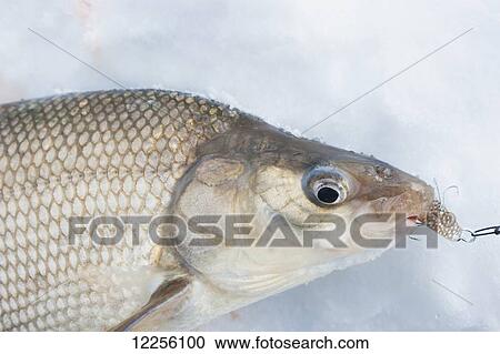 Whitefish with hook in its mouth on the snow after caught ice fishing; Ontario, Canada View Large Photo Image Stock Image - Whitefish with hook in its mouth on the snow after caught ice fishing; Ontario, Canada. Fotosearch