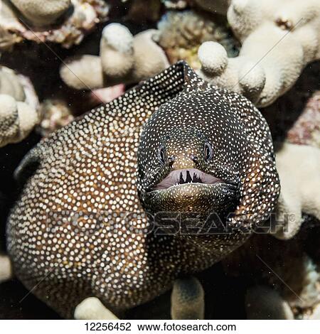 Whitemouth Moray Eel (Gymnothorax meleagris) emerges from a coral reef; Kona, Island of Hawaii, Hawaii, United States of America View Large Photo Image Stock Image - Whitemouth Moray Eel (Gymnothorax meleagris) emerges from a coral reef; Kona, Island of Hawaii, Hawaii, United States of America. Fotosearch