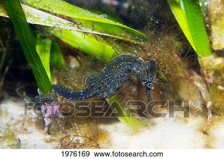 Stock Photo - White's Seahorse (Hippocampus Whitei) Wrapped On Seagrass At Ocean Bottom; Australia. Fotosearch