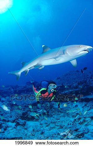 Stock Photo - Whitetip Reef Shark With Diver, Reef Scene With Fish A78B. Fotosearch