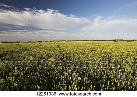 Wide angle view of unripe (green) headed wheat field with blue sky and clouds; Alberta, Canada View Large Photo Image Stock Photograph - Wide angle view of unripe (green) headed wheat field with blue sky and clouds; Alberta, Canada. Fotosearch