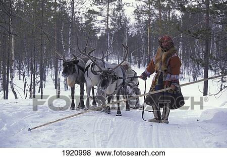 Wife From Khanty Tribe & Reindeer, Snow And Pine Trees, Siberia, Russia. The Arctic Circle View Large Photo Image Stock Photo - Wife From Khanty Tribe & Reindeer, Snow And Pine Trees, Siberia, Russia. The Arctic Circle. Fotosearch