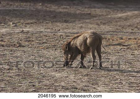 Wild Boar, Sariska National Park, Rajasthan, India View Large Photo Image Stock Photography - Wild Boar, Sariska National Park, Rajasthan, India. Fotosearch