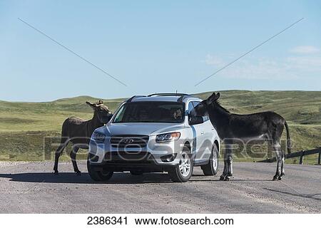 Stock Image - Wild burro, Custer State Park; South Dakota, United States of America. Fotosearch