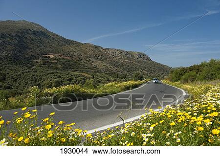 Picture - Wild chamomile growing on the roadside; Tylissos, Crete, Greece. Fotosearch