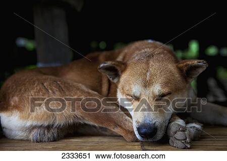 Wild Dog Takes A Break; Chiang Mai, Thailand View Large Photo Image Stock Image - Wild Dog Takes A Break; Chiang Mai, Thailand. Fotosearch