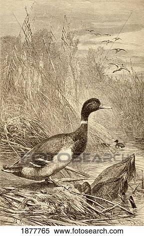 Stock Photography - Wild Duck. From La Vida De Los Animales Published Spain Circa 1885.. Fotosearch