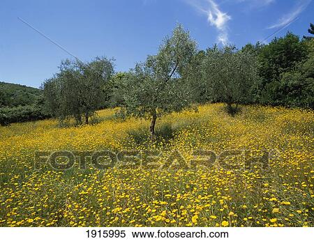 Wild Flowers & Olive Trees View Large Photo Image Stock Photography - Wild Flowers & Olive Trees. Fotosearch