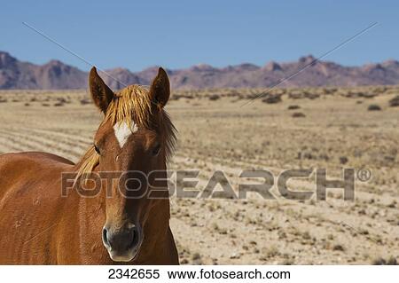 Stock Photography - Wild Horse In Desert Portrait Style; Garub, Namibia. Fotosearch