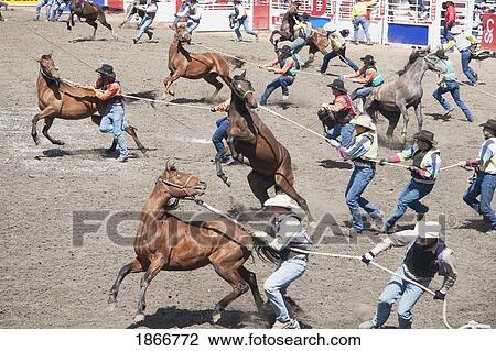 Wild Horse Race, Calgary Stampede Rodeo, Calgary, Alberta, Canada View Large Photo Image Stock Image - Wild Horse Race, Calgary Stampede Rodeo, Calgary, Alberta, Canada. Fotosearch
