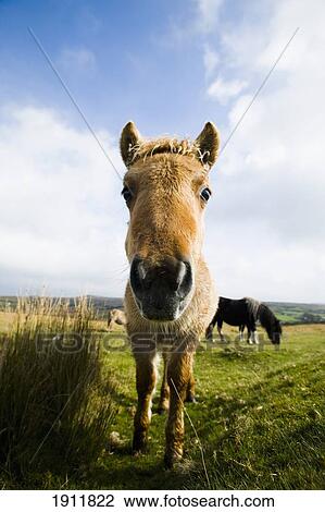 Wild Horses Grazing On Moorland, Dartmoor National Park, Dunsford, Devon, Uk View Large Photo Image Stock Image - Wild Horses Grazing On Moorland, Dartmoor National Park, Dunsford, Devon, Uk. Fotosearch