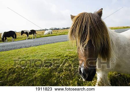 Stock Image - Wild Horses Grazing On Moorland, Dartmoor National Park, Dunsford, Devon, Uk. Fotosearch