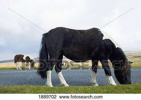 Wild Horses Grazing On The Moorland View Large Photo Image Stock Image - Wild Horses Grazing On The Moorland. Fotosearch