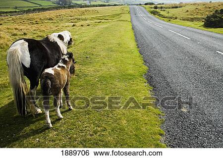 Wild Horses Grazing On The Moorland Near Empty Road View Large Photo Image Stock Photograph - Wild Horses Grazing On The Moorland Near Empty Road. Fotosearch