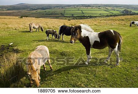 Stock Photography - Wild Horses Grazing On The Moorland. Fotosearch