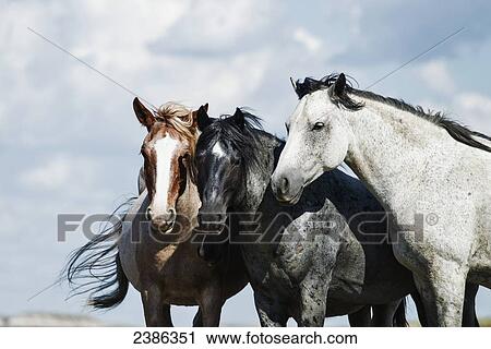 Stock Image - Wild horses, Theodore Roosevelt National Park; North Dakota, United States of America. Fotosearch