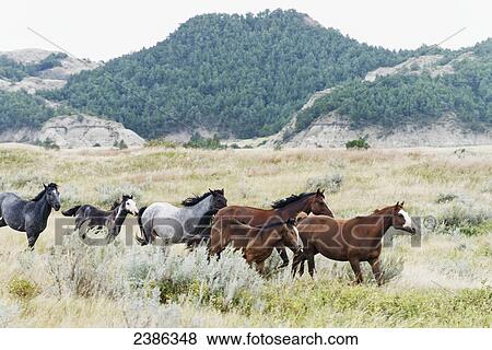 Wild horses, Theodore Roosevelt National Park; North Dakota, United States of America View Large Photo Image Stock Photo - Wild horses, Theodore Roosevelt National Park; North Dakota, United States of America. Fotosearch