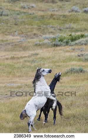 Stock Photo - Wild horses, Theodore Roosevelt National Park; North Dakota, United States of America. Fotosearch