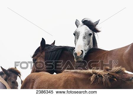 Wild horses, Theodore Roosevelt National Park; North Dakota, United States of America View Large Photo Image Stock Photography - Wild horses, Theodore Roosevelt National Park; North Dakota, United States of America. Fotosearch