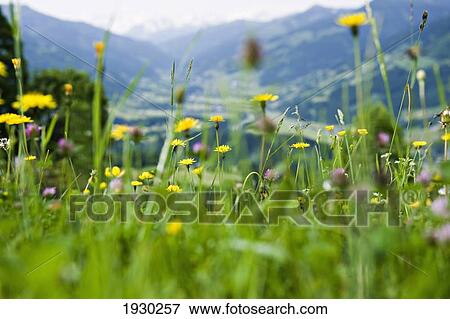 Wild meadows, Kitzbuehel. Tyrol. Austria. View Large Photo Image Stock Photo - Wild meadows, Kitzbuehel. Tyrol. Austria.. Fotosearch