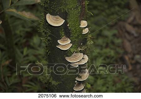 Wild Mushrooms In The Tropical Forest, Ranomafana National Park, Fianarantsoa Province, Madagascar View Large Photo Image Stock Photograph - Wild Mushrooms In The Tropical Forest, Ranomafana National Park, Fianarantsoa Province, Madagascar. Fotosearch