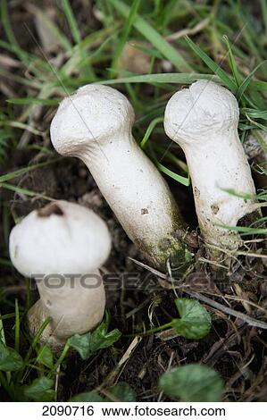Wild Puffball Mushrooms Growing In Grass Verge Mid Devon, South West, Uk View Large Photo Image Stock Photograph - Wild Puffball Mushrooms Growing In Grass Verge Mid Devon, South West, Uk. Fotosearch
