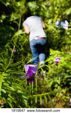 Stock Photo - Wild Purple Orchid Growing In Jungle. Fotosearch