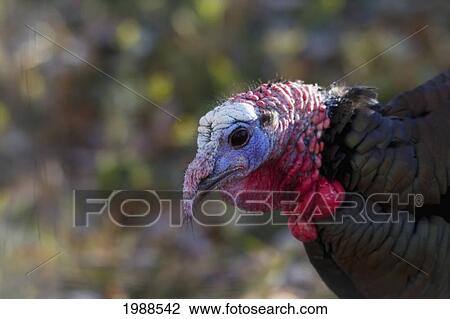 Wild Turkey At The Calgary Zoo, Calgary, Alberta, Canada View Large Photo Image Stock Image - Wild Turkey At The Calgary Zoo, Calgary, Alberta, Canada. Fotosearch