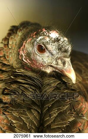 Stock Image - Wild Turkey (Meleagris Gallopavo) In Ecomuseum Zoo; Ste-Anne-De-Bellevue Quebec Canada. Fotosearch