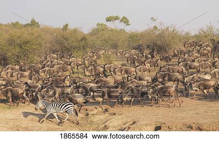 Picture - Wildebeest And Zebra, Kenya, Africa. Fotosearch