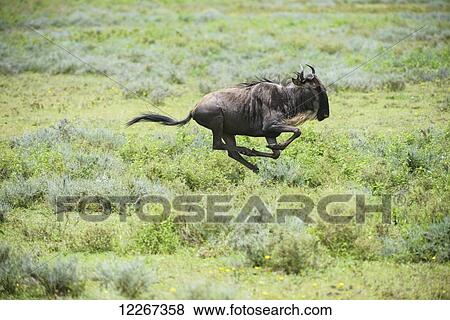 Wildebeest has all four feet off the ground as it gallops across the African savannah near Ndutu, Ngorongoro Crater Conservation Area; Tanzania View Large Photo Image Stock Photo - Wildebeest has all four feet off the ground as it gallops across the African savannah near Ndutu, Ngorongoro Crater Conservation Area; Tanzania. Fotosearch