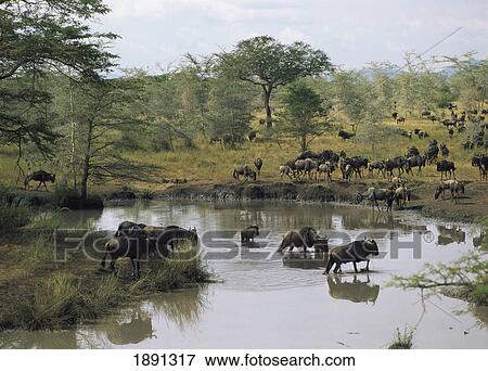 Wildebeest In Serengeti View Large Photo Image Stock Photo - Wildebeest In Serengeti. Fotosearch