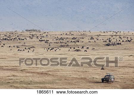 Stock Image - Wildebeest, Kenya, Africa. Fotosearch