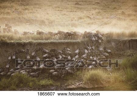 Wildebeest, Kenya, Africa View Large Photo Image Stock Photo - Wildebeest, Kenya, Africa. Fotosearch
