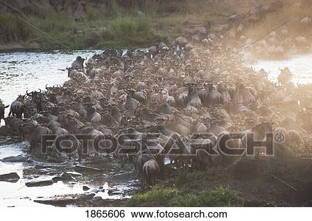 Wildebeest, Kenya, Africa View Large Photo Image Stock Photograph - Wildebeest, Kenya, Africa. Fotosearch