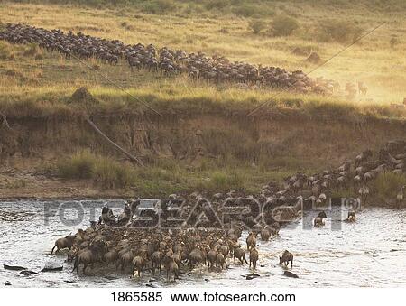 Wildebeest, Kenya, Africa View Large Photo Image Stock Photography - Wildebeest, Kenya, Africa. Fotosearch