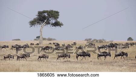 Wildebeest Migration, Maasai Mara, Kenya, Africa View Large Photo Image Stock Photography - Wildebeest Migration, Maasai Mara, Kenya, Africa. Fotosearch